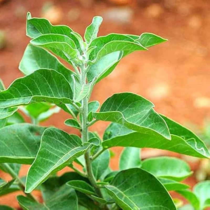 Ashwagandha