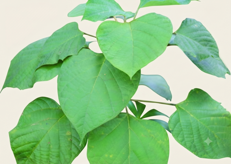 Gambhari