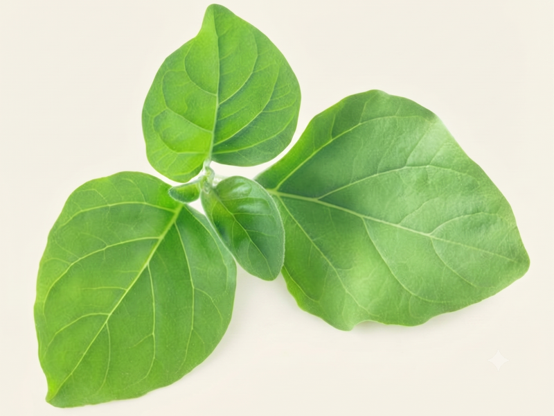 Ashwagandha
